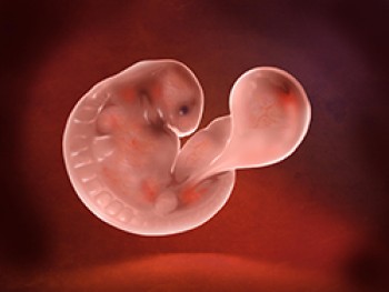 Embrión Semana 5