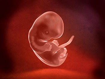 Embrión Semana 7