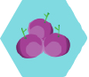 Uvas partidas